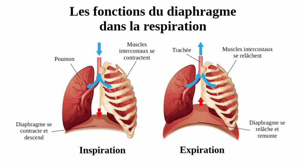 Les fonctions du diaphragme dans la respiration
