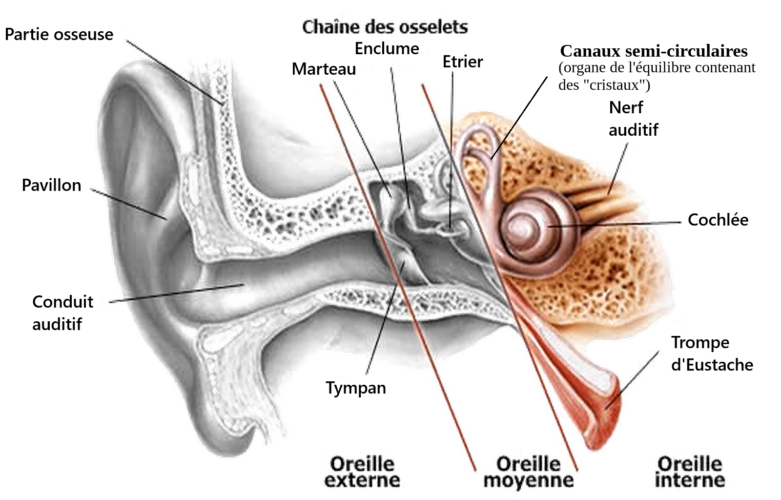 Schéma de l’oreille interne et du système vestibulaire responsable de l’équilibre